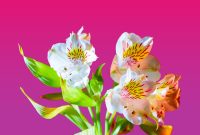 In ChildFund Uganda, children and their parents planted more than 10,000 eucalyptus trees and 5,000 pine trees to create two new forests. In an area where environmental degradation has reduced the quality of life, the new forests provide inexpensive firewood, protection against soil erosion and an economic boost, as the trees provide timber for housing and other projects.