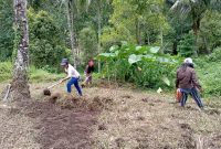 Pemberdayaan masyarakat dalam kegiatan Ketahanan Pangan Penanaman Bibit Jagung