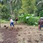 Pemberdayaan masyarakat dalam kegiatan Ketahanan Pangan Penanaman Bibit Jagung
