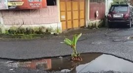 Foto: source foto warga yang memperlihatkan ada tanaman di tengah jalan yang berlubang di jalan penghubung Desa Lansot dan Desa Wiau Lapi Kecamatan Tareran