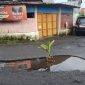 Foto: source foto warga yang memperlihatkan ada tanaman di tengah jalan yang berlubang di jalan penghubung Desa Lansot dan Desa Wiau Lapi Kecamatan Tareran