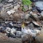 Foto: kolage gambar lokasi pembuangan limbah ditengarai langsung ke laut oleh PT Kawanua Coconut Nusantara Tumpaan Dua, Minsel