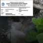 Foto: Saluran tempat pembuangan akhir yang diduga limbah pabrik PT Kelapa Jaya Lestari (KJL) Kapitu. Inserted: tangkapan layar Surat Pemberitahuan Penghentian Sementara Aktivitas Produksi PT Kelapa Jaya Lestari.